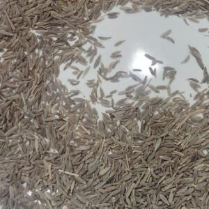 cumin | Europe quality
